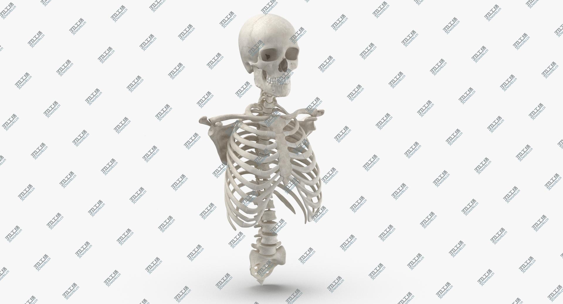 images/goods_img/202104023/Real Human Rib Cage Spine Male Skull Calvicle and Scapula Bones Anatomy White 01 3D model/3.jpg